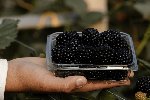 Compact Fontana blackberry plants with ripe fruit in a commercial planting