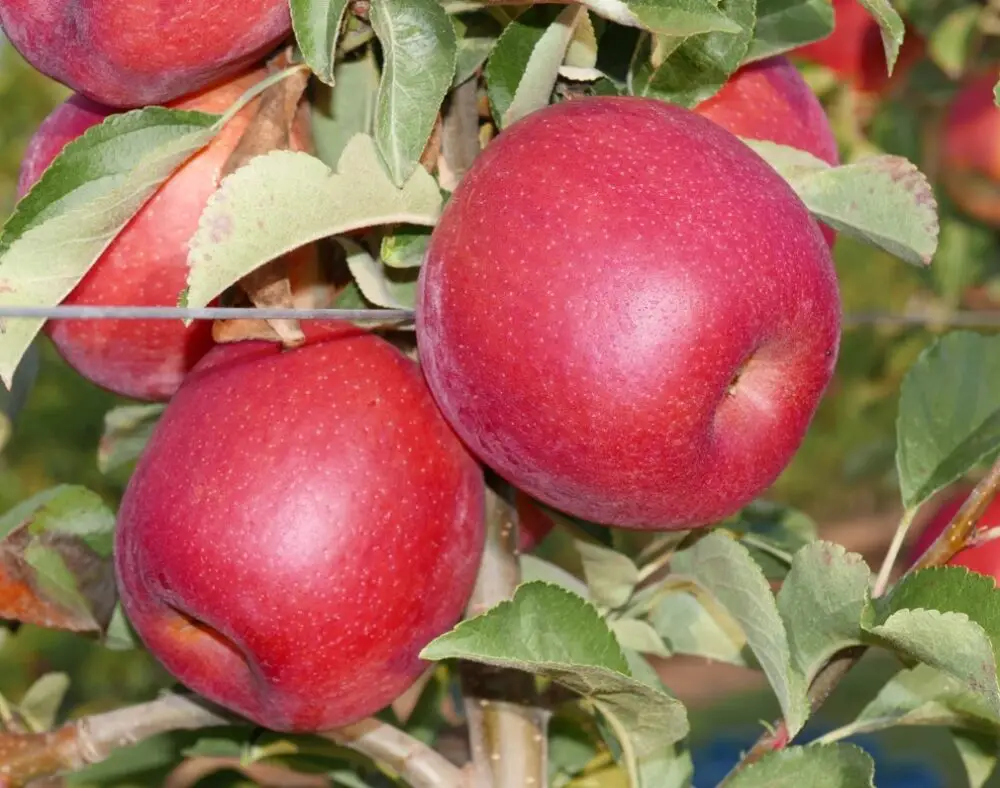 Red Adore apples bred for hot climates, displayed at Fruit Attraction in Madrid