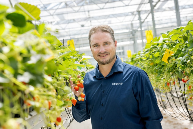 Glossy red conical Limore Fizz strawberries growing on a greenhouse strawberry plant