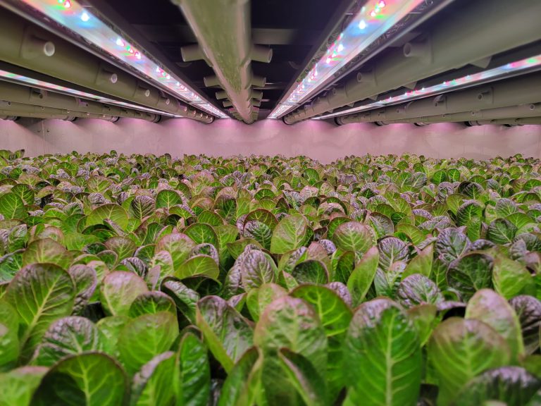 Elevate Farms Vertical Farming Lettuce Farm