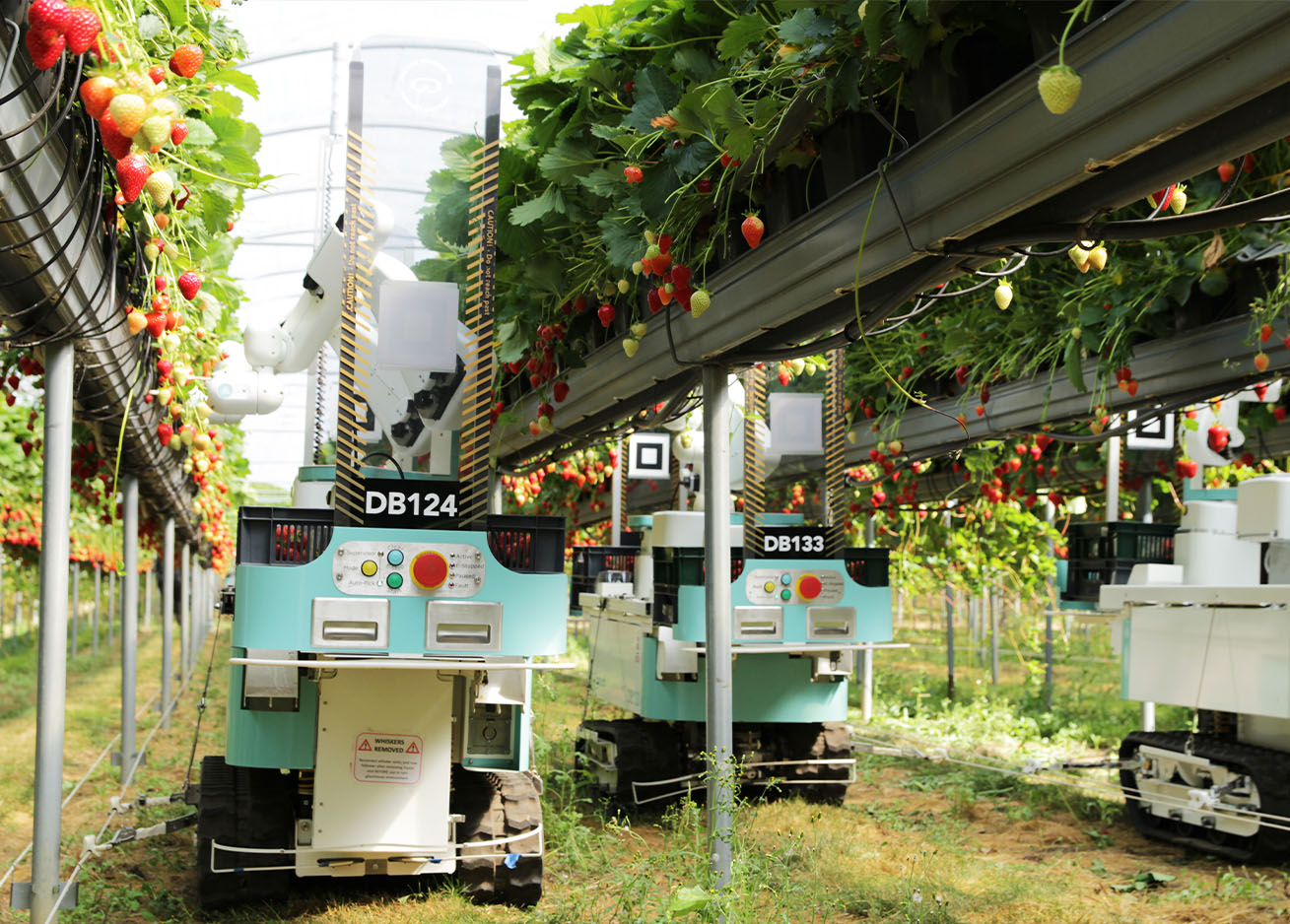 An agricultural robot working between rows of crops on a research farm